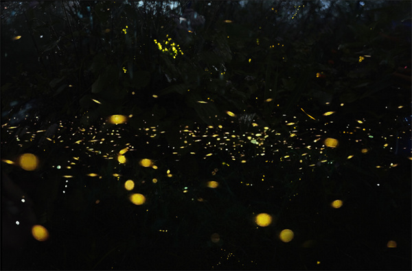 以后佛山也有“荧光森林”了！萤火虫生境保护项目在紫南村启动